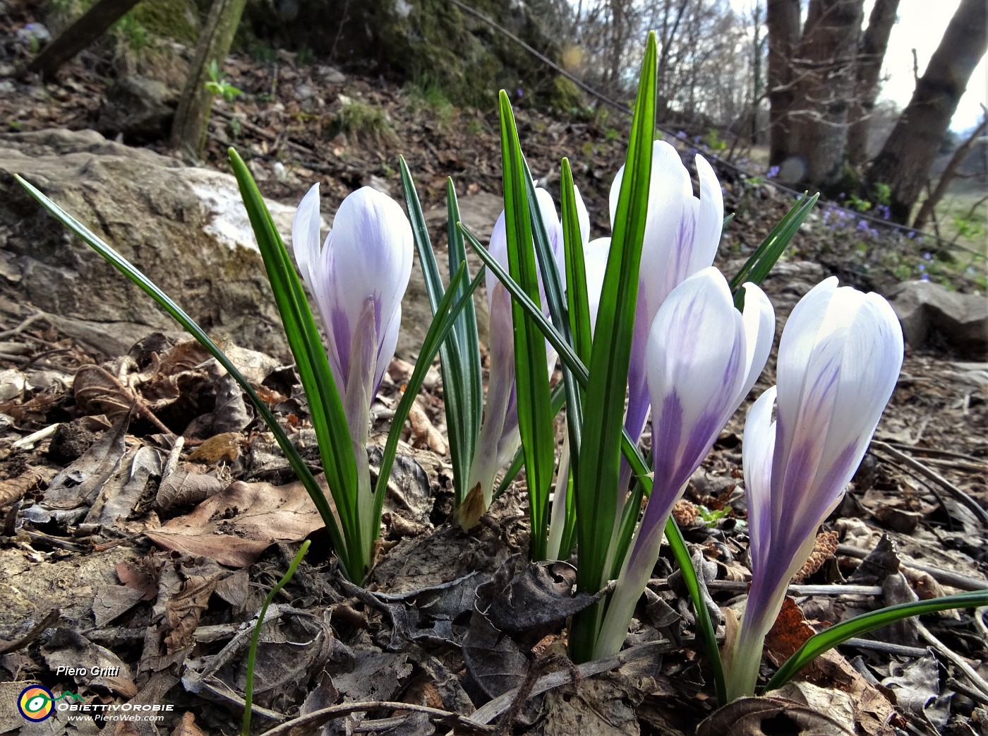 73 Crocus primaverili (crocus vernus).JPG